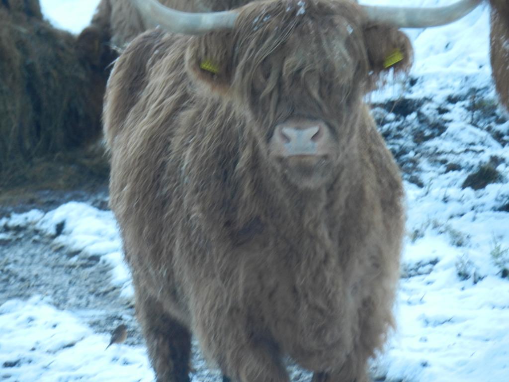 Clunebeg Lodge Drumnadrochit Buitenkant foto